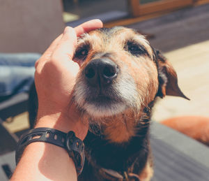 Close-up of man holding dog