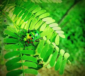 Close-up of insect on plant