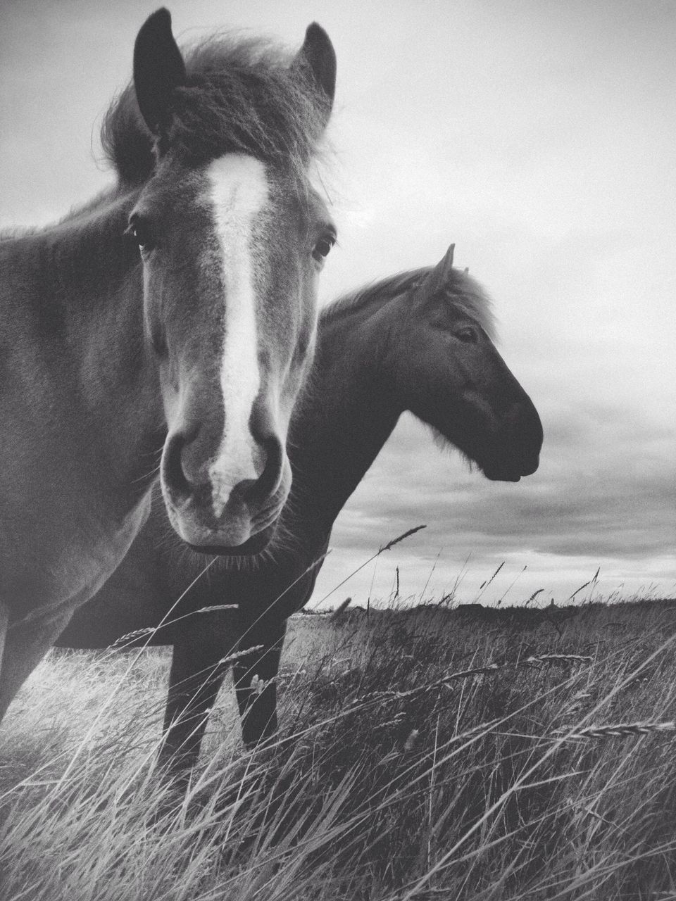 domestic animals, animal themes, mammal, one animal, pets, dog, field, sky, nature, standing, day, horse, no people, two animals, outdoors, livestock, pet collar, side view, portrait, focus on foreground