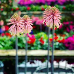 Close-up of pink flowering plants