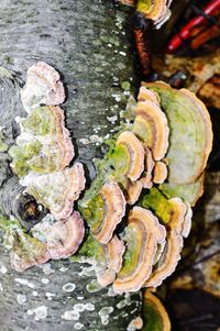 Close-up of lichen growing on tree trunk