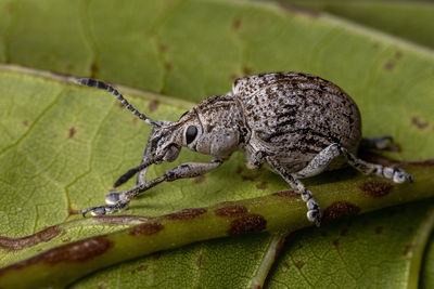 Close-up of insect on leaf