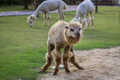 Alpaca, in the lovely zoo.