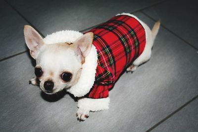 High angle portrait of dog