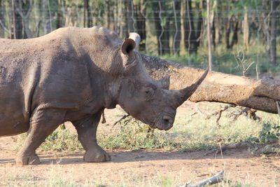 Side view of rhinoceros in the forest