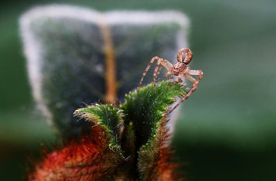 Close-up of caterpillar on plant