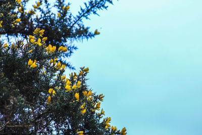 Low angle view of tree against blue sky