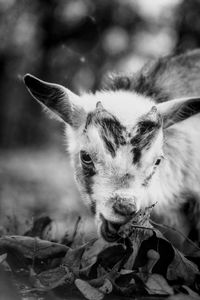 Close-up of a kid goat on field