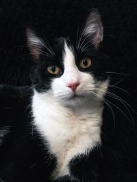 Close-up portrait of cat against black background