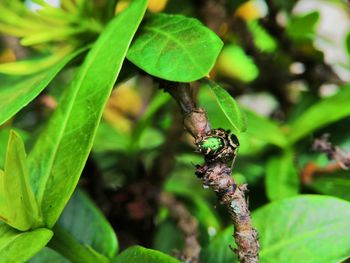 Close-up of insect on leaf