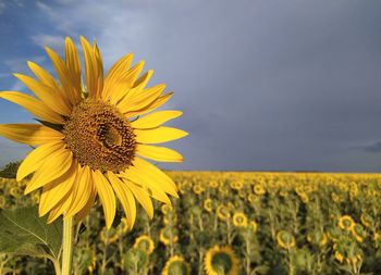 Close-up of sunflower on field against sky