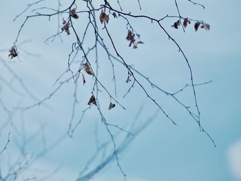 Low angle view of bare branches against sky