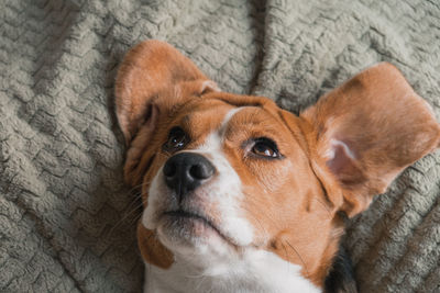 Close-up portrait of a dog