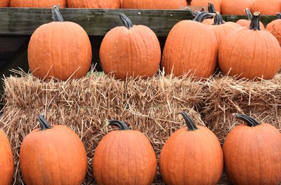 View of pumpkins in farm