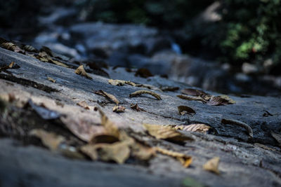 Close-up of dry leaves on rock
