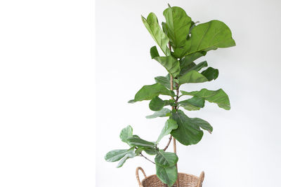 Close-up of potted plant against white background