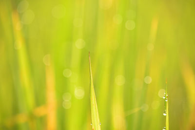 Close-up of wet grass