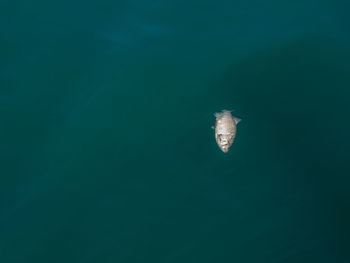 View of dead fish in sea