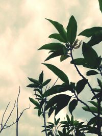 Low angle view of plant against sky
