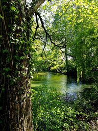 Scenic view of lake against trees