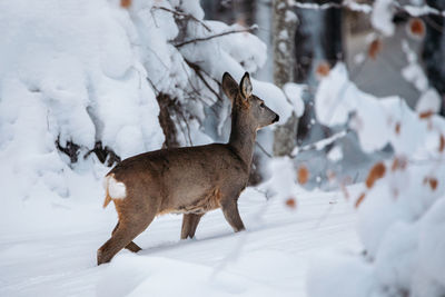 Roe deer standing on snow covered field