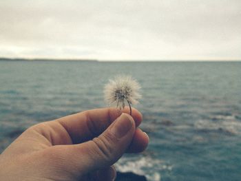 Cropped hand holding dandelion against sea