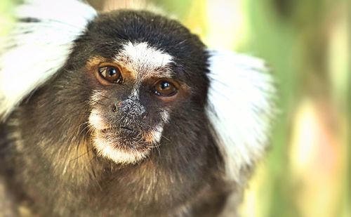 Close-up portrait of monkey