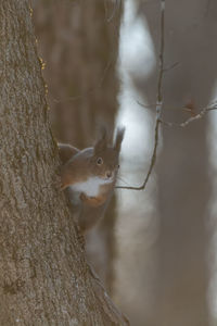 Close-up of bird perching on tree trunk