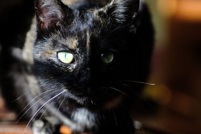 Close-up portrait of black cat