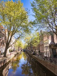 Canal amidst trees in city