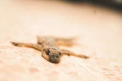 Close-up of insect on table