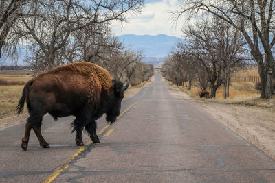 Seemingly out of place, a buffalo considers his way forward down the road
