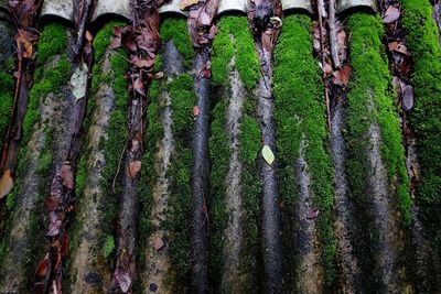 Close-up of tree trunk in forest