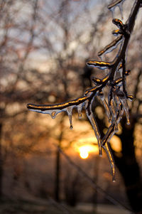 Close-up of bare tree