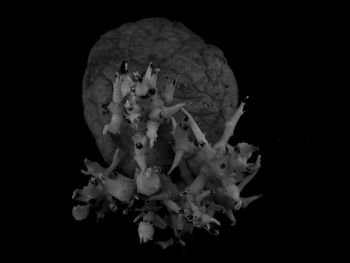Close-up of jellyfish on plant against black background