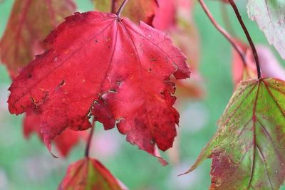 Close-up of red leaves