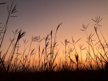 Close-up of silhouette plants on field against sky during sunset