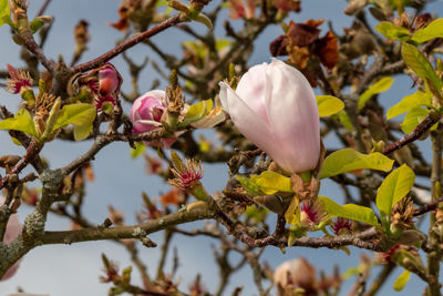 Close-up of cherry blossom tree