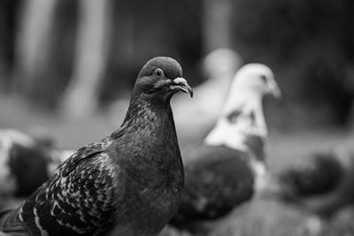 Pigeons on field