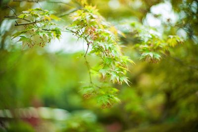 Low angle view of plant growing on tree