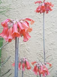 Close-up of pink flowers blooming outdoors