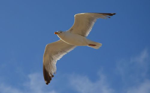 Low angle view of seagull flying in sky