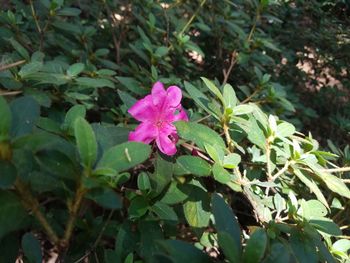 Close-up of pink flower