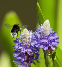 Close-up of bee on purple flower