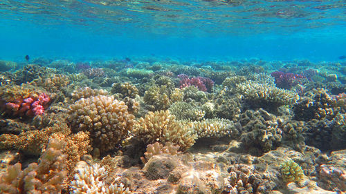 High angle view of fish swimming in sea