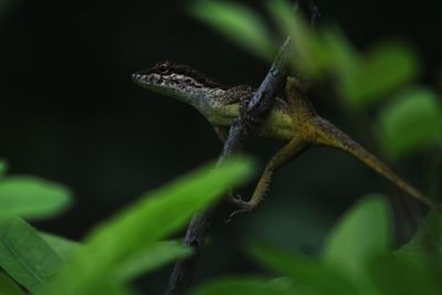 Close-up of lizard on plant