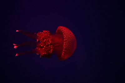 Close-up of red rose against black background