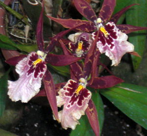 Close-up of pink flower