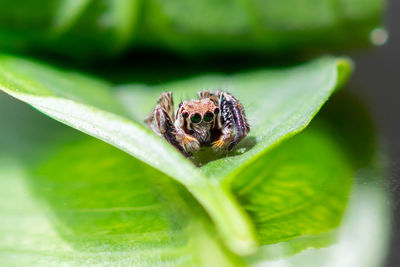 Close-up of spider on leaf