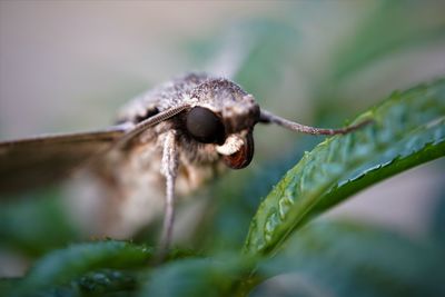 Close up of pine hawk-moth hold on green leaf with blurred background 